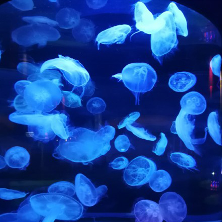 Acuario cil&iacute;ndrico de medusas