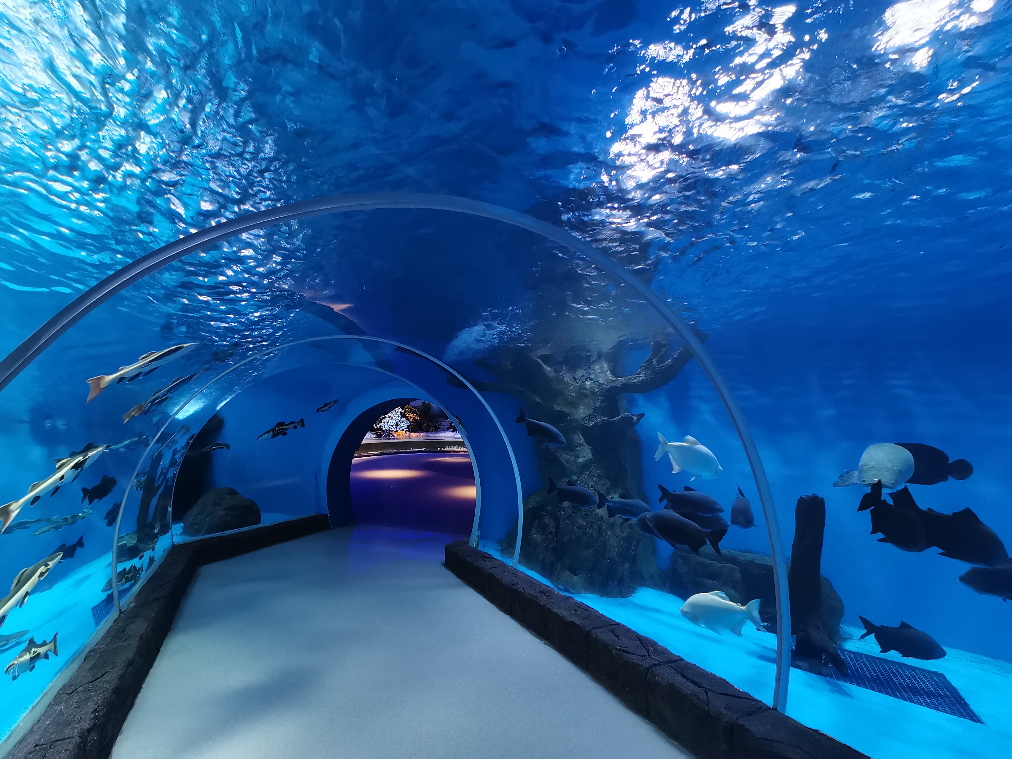 Acuario t&uacute;nel acr&iacute;lico - fabricaci&oacute;n