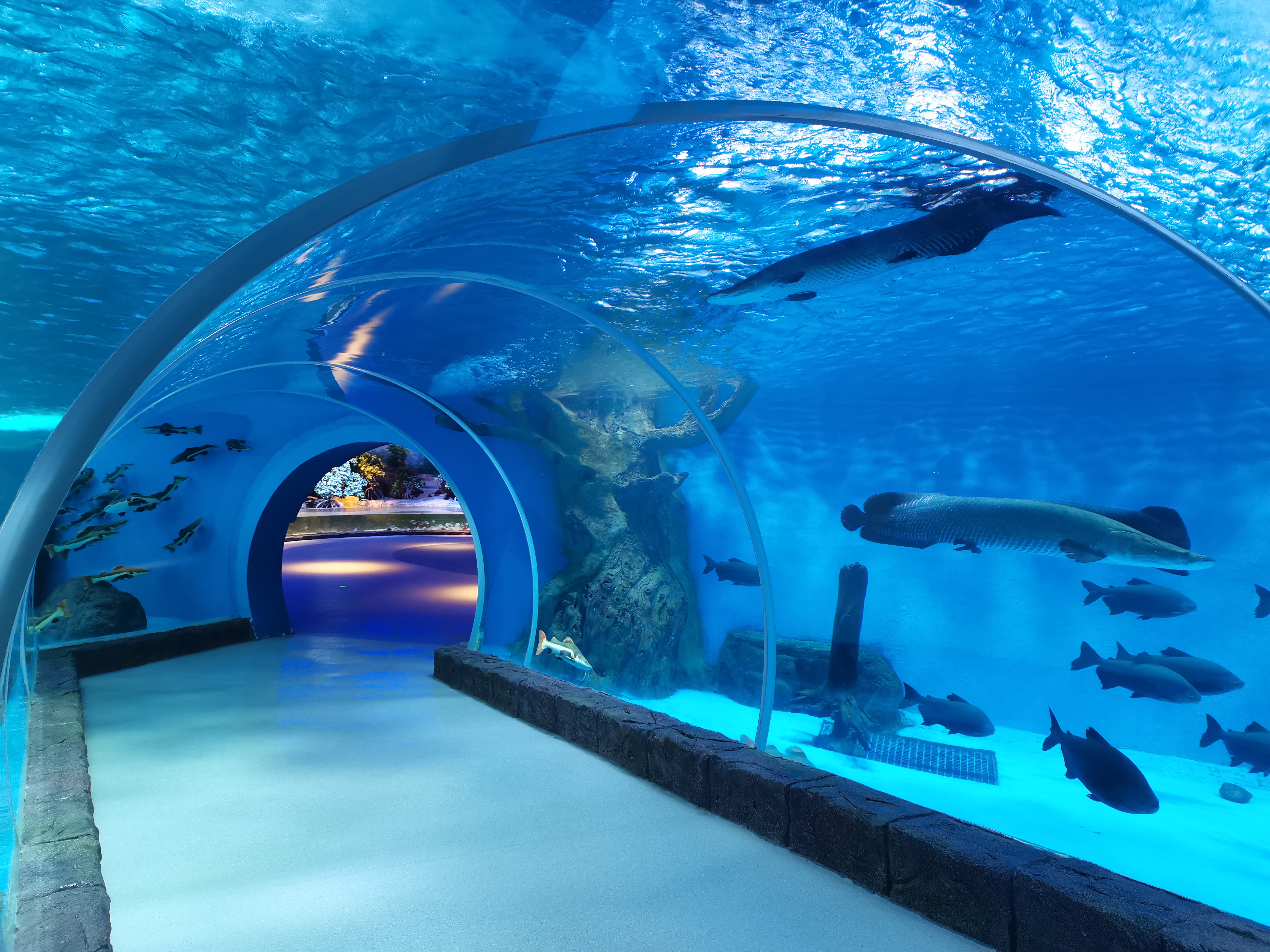 Acuario t&uacute;nel acr&iacute;lico - fabricaci&oacute;n