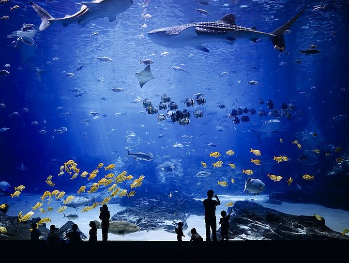 Acuario de ventana acr&iacute;lica - Instalaci&oacute;n
