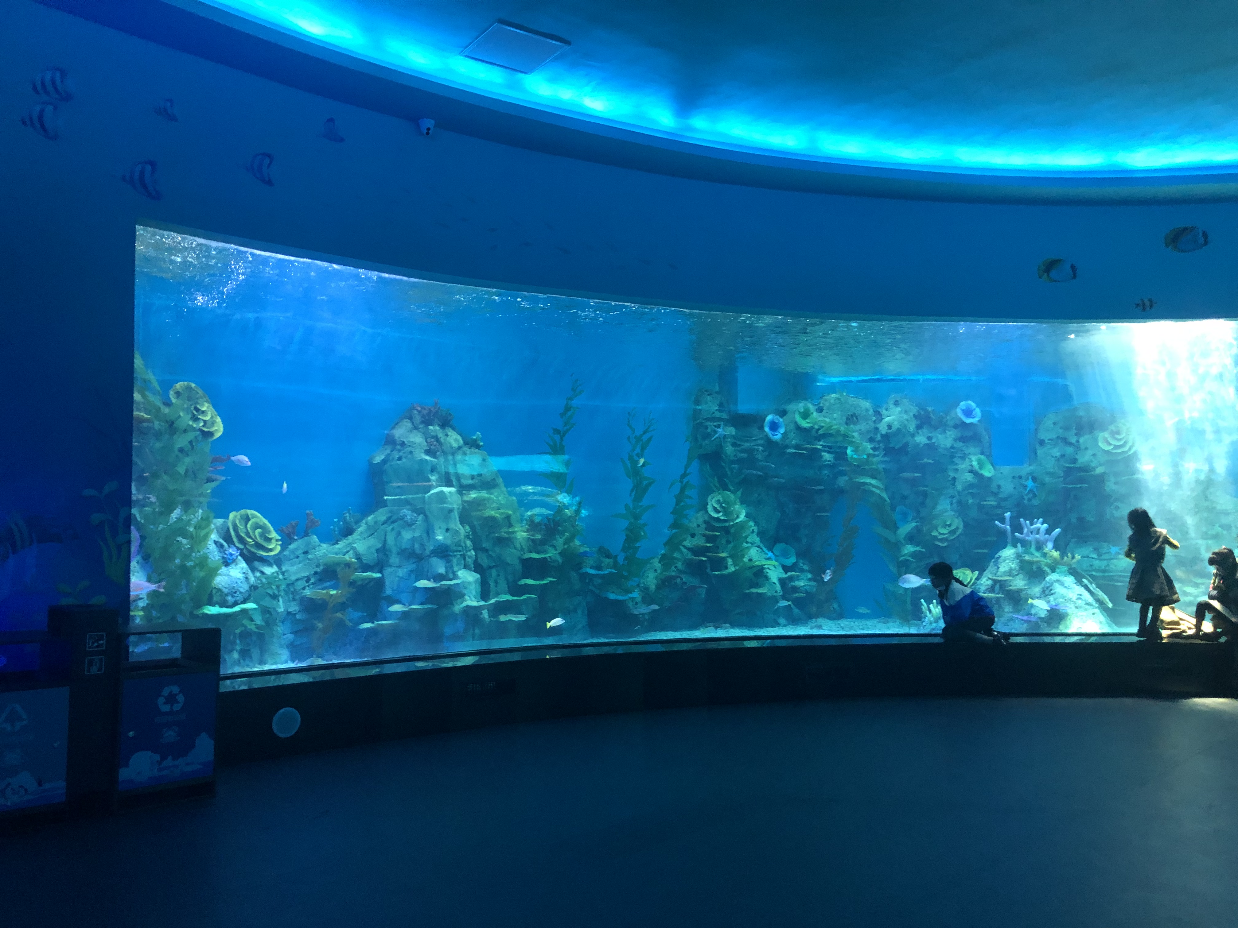 Acuario de ventana acr&iacute;lica - fabricaci&oacute;n