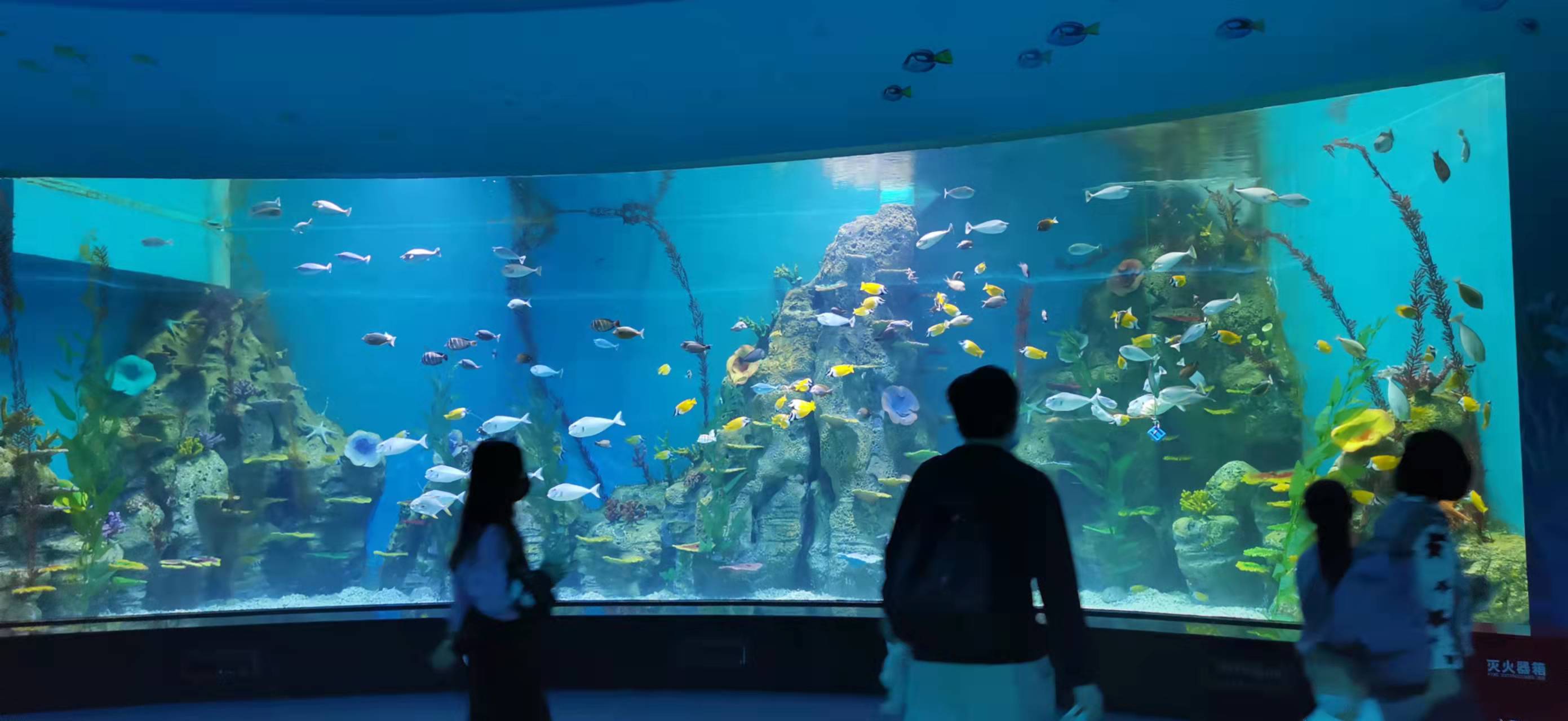 Acuario de ventana acr&iacute;lica - fabricaci&oacute;n