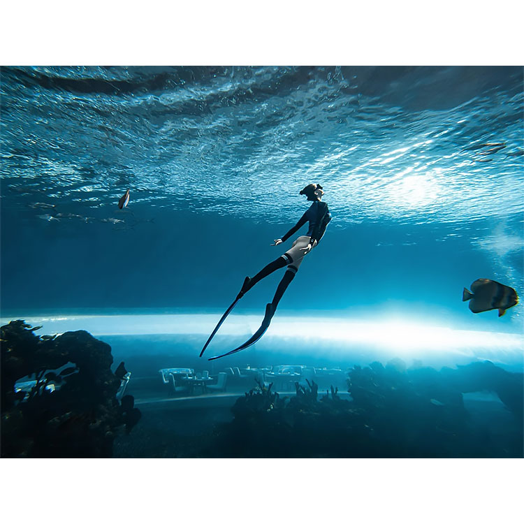 Ocean Park Acuario p&uacute;blico Acuario acr&iacute;lico 