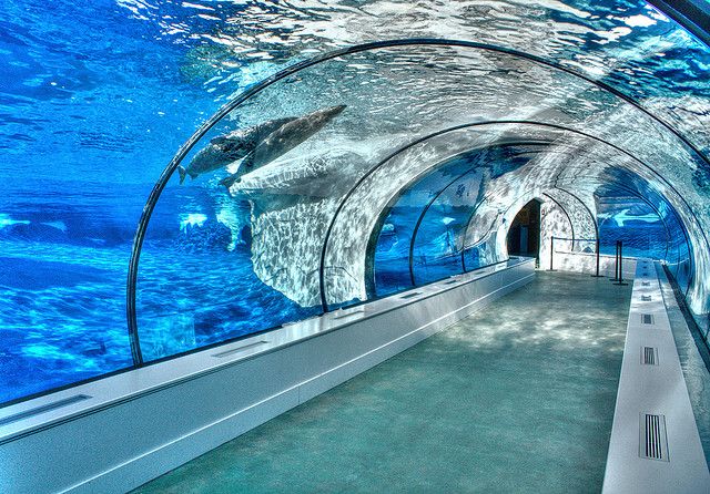 Acuario t&uacute;nel acr&iacute;lico - fabricaci&oacute;n