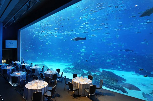 Acuario de ventana acr&iacute;lica - fabricaci&oacute;n