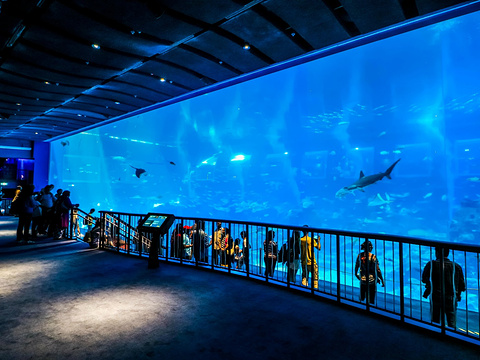 Acuario de ventana acr&iacute;lica - fabricaci&oacute;n