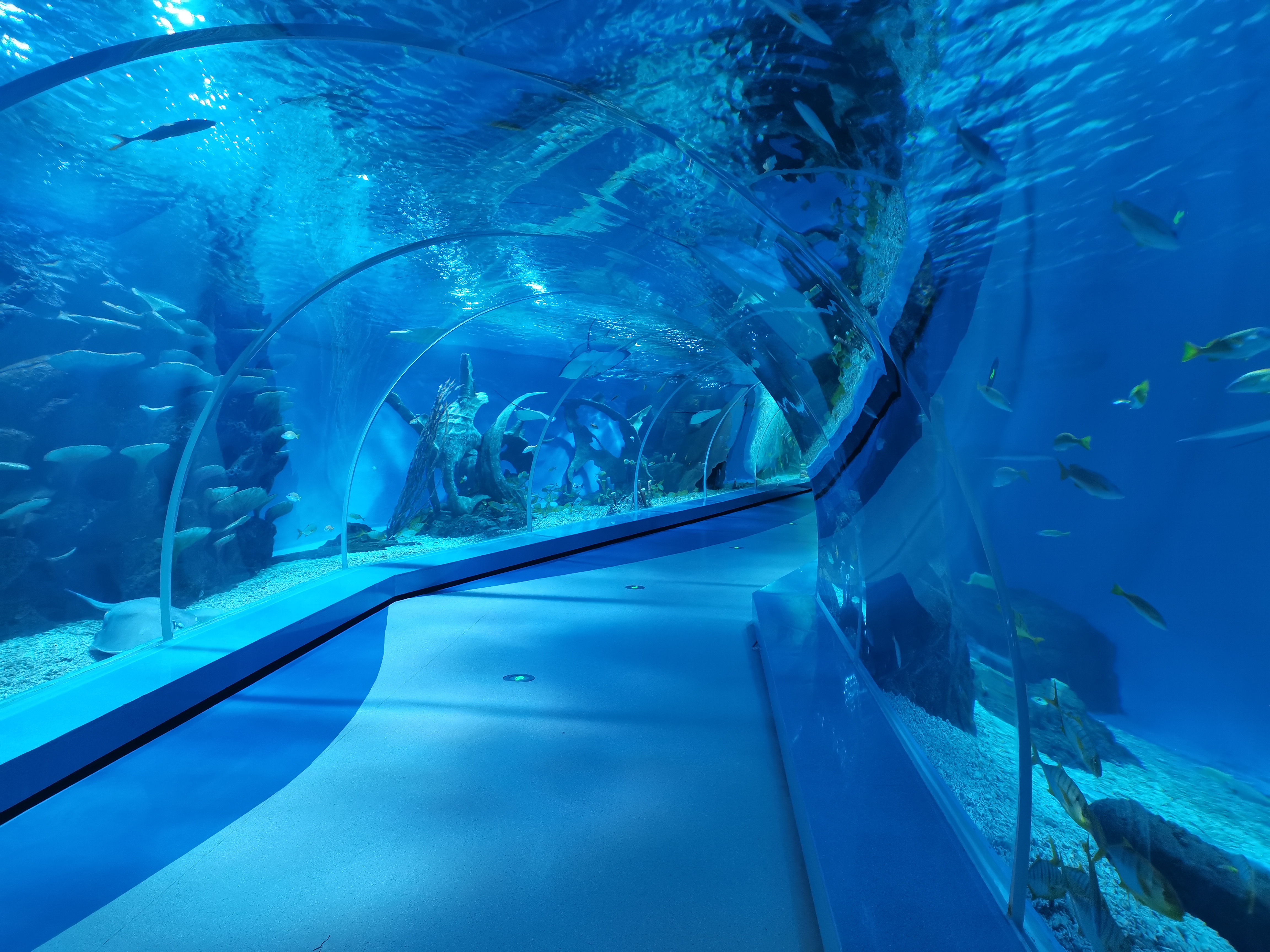 Acuario t&uacute;nel acr&iacute;lico - fabricaci&oacute;n