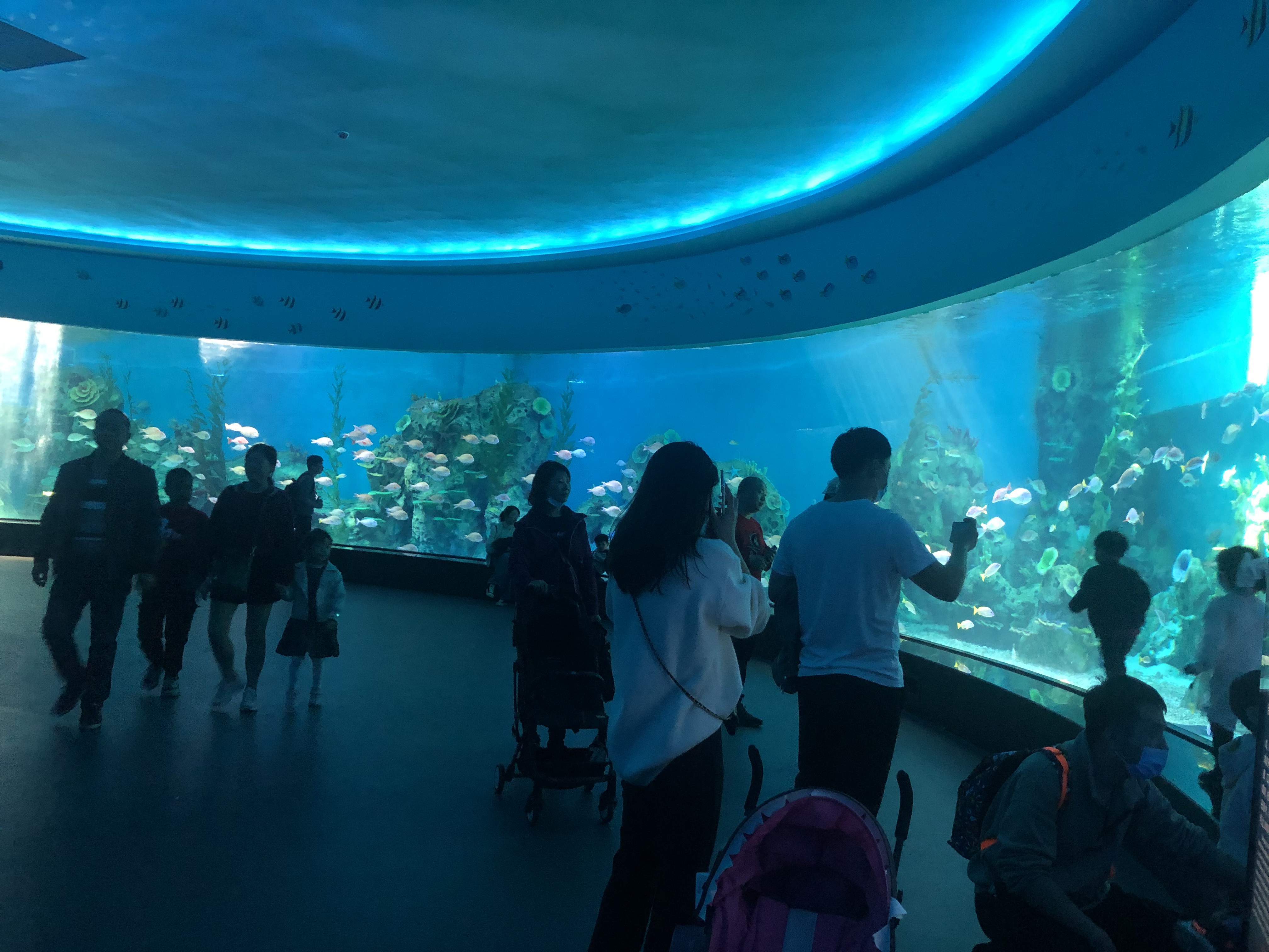 Acuario de ventana acr&iacute;lica - fabricaci&oacute;n
