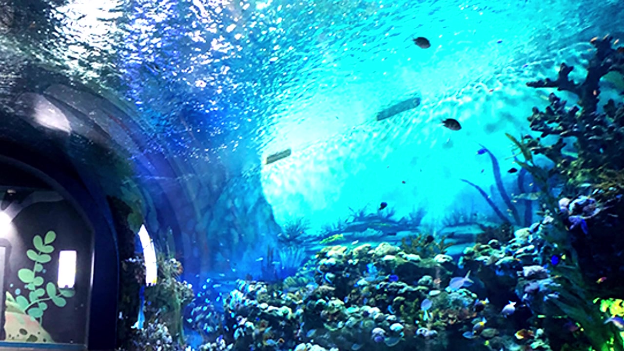 T&uacute;nel del acuario submarino
