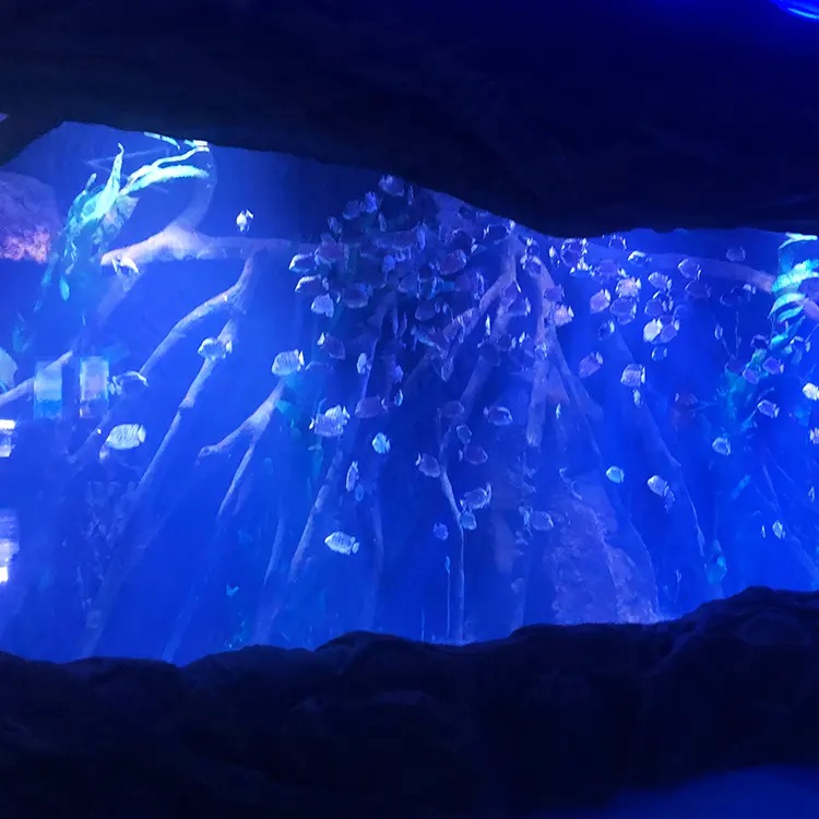 &iquest;Es la l&aacute;mina acr&iacute;lica segura para el acuario? L&aacute;minas acr&iacute;licas para acuarios - Leyu
