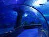 Acuario de túnel acrílico Oceanarium para restaurante submarino o parque oceánico- LEYU