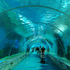 La fantástica fábrica de productos de láminas acrílicas Tunnel-Leyu para tanques de acuario acrílicos grandes