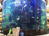 ¿Cuál es el mejor limpiador para tanques de acuarios de peces acrílicos Ocean Park Cusotm Fish Tank-Leyu? 