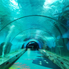 Leyu Acrylic lo lleva a caminar por el túnel del acuario-Fábrica de productos de láminas acrílicas Leyu