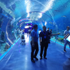 ¿Qué acuario tiene un túnel submarino? Leyu Factory vende túneles submarinos acrílicos- Leyu 
