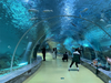 El acuario túnel cerca de nosotros está hecho de lámina acrílica Leyu- Leyu 