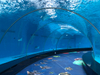 ¿Cuántos parques marinos en el mundo son acuarios públicos Acuario Acrílico - Leyu