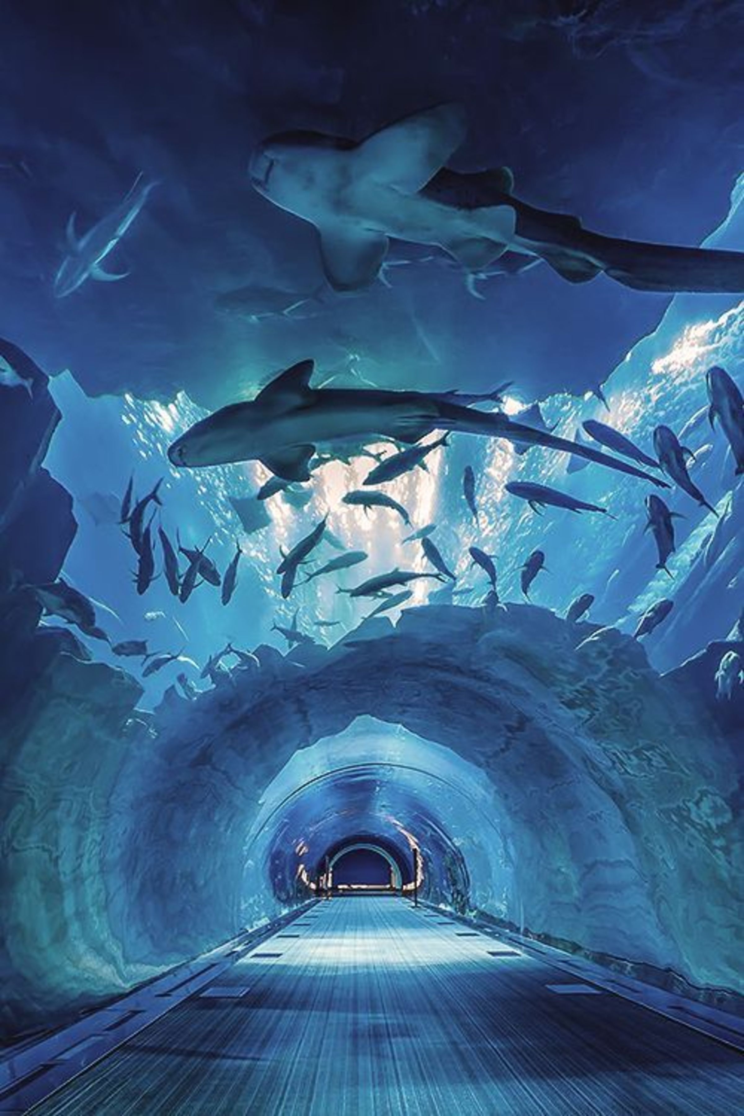 Características y proceso constructivo del túnel submarino acrílico - leyu acrílico