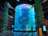 Fábrica de peceras de acuario de acrílico de cilindro grande - leyu