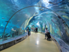 Túnel de peces para acuario - Fábrica de productos de láminas acrílicas Leyu