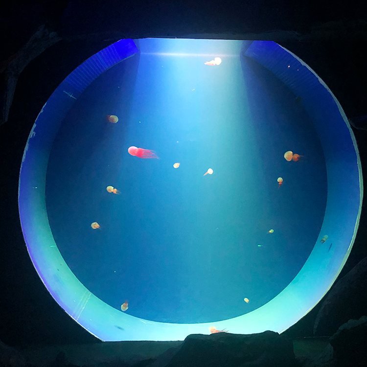Acuario de tiburones acrílico redondo grande, pecera gratuita, Leyu Acrylic Factory se personaliza para usted - LEYU