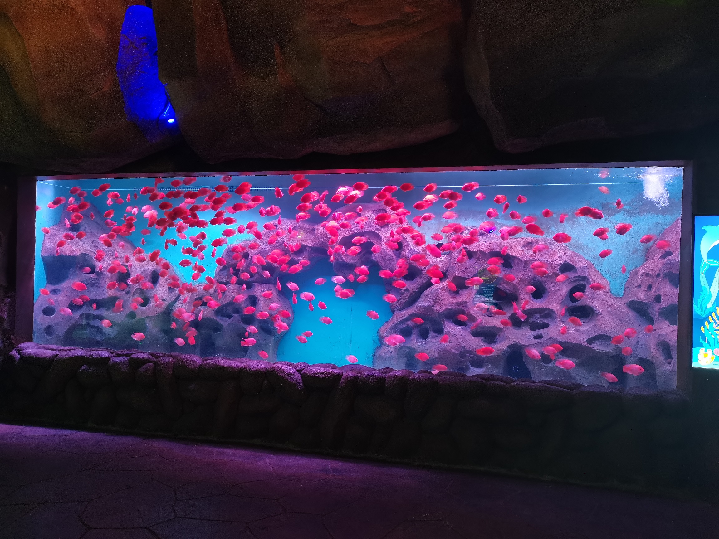 Venta de pecera de acuario acrílica grande transparente - Leyu