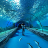 Leyu Acrylic lo lleva a caminar por el túnel del acuario-Fábrica de productos de láminas acrílicas Leyu