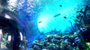 Leyu Acrylic Aquarium Factory vende láminas acrílicas para acuario con un espesor máximo de 800 mm - Leyu