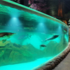 Ventana de acrílico personalizada Acuario Oceanarium-Leyu Fábrica de productos de láminas acrílicas 