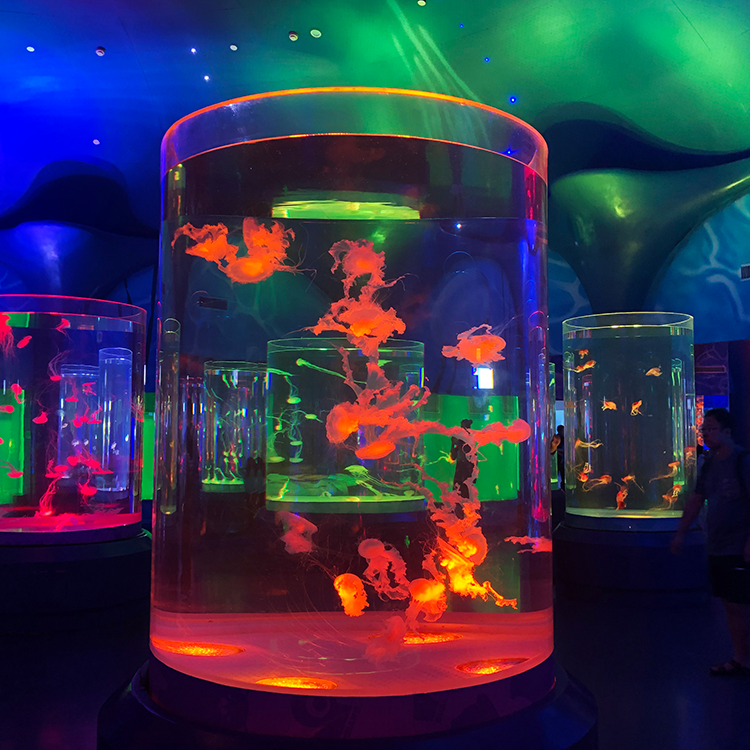 Acuario de medusas ¿Puedo tener medusas en mi acuario? - Leyu