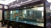 ¿Cuál es la mejor pecera de acuario acrílico en 2024? LEYU Acrylic Fish Tank Factory responderá a sus preguntas - LEYU