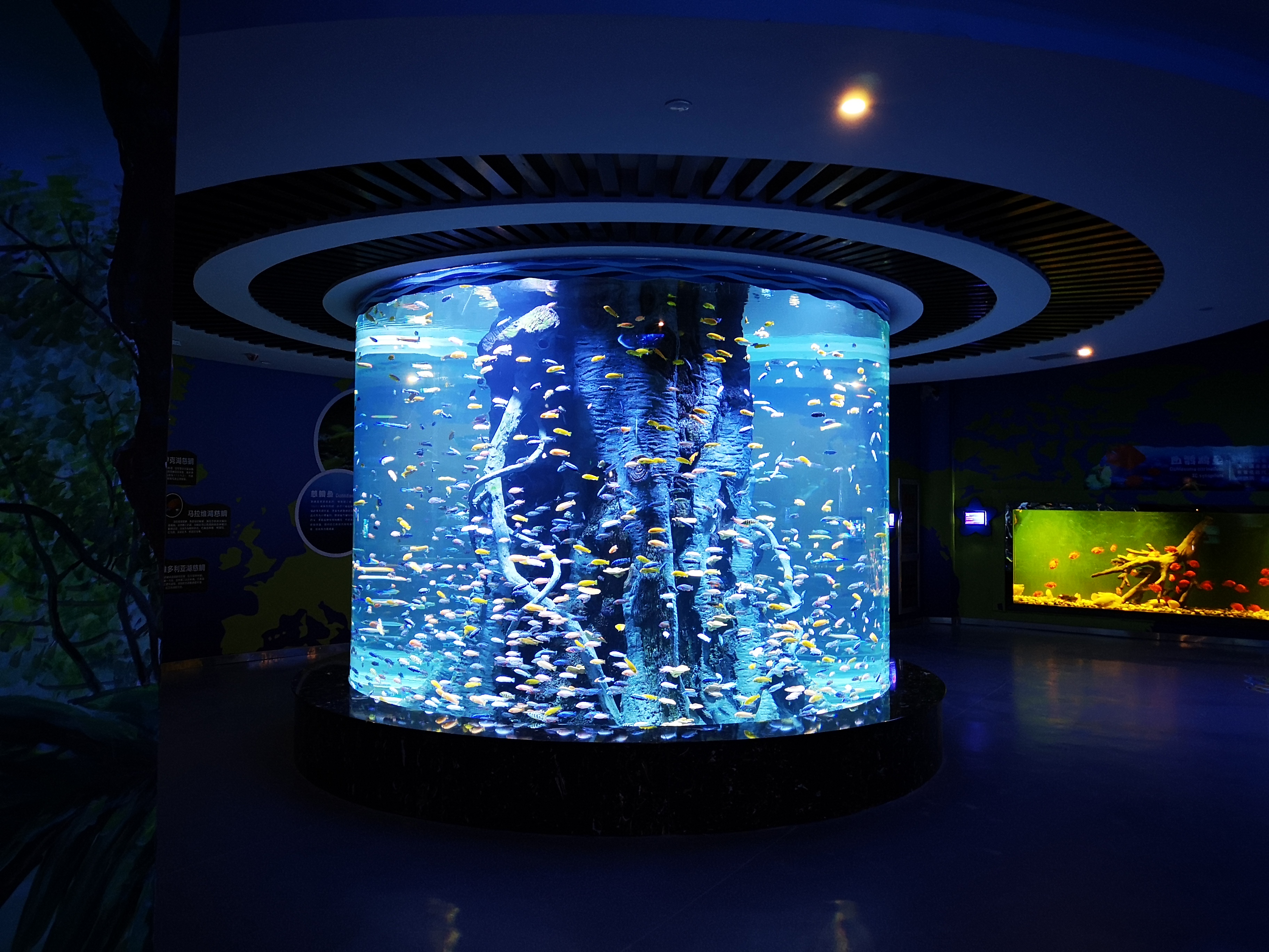 Cómo personalizar un acrílico para acuario - Leyu 