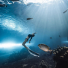 Gran tanque de acuario de oceanario curvo ultra claro, túnel de vidrio acrílico, fábrica de acuarios de acrílico Leyu - Leyu 